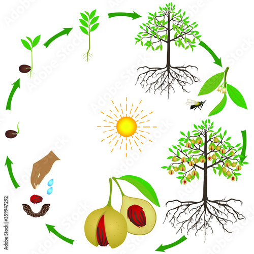 Life cycle of nutmeg plant on a white background.