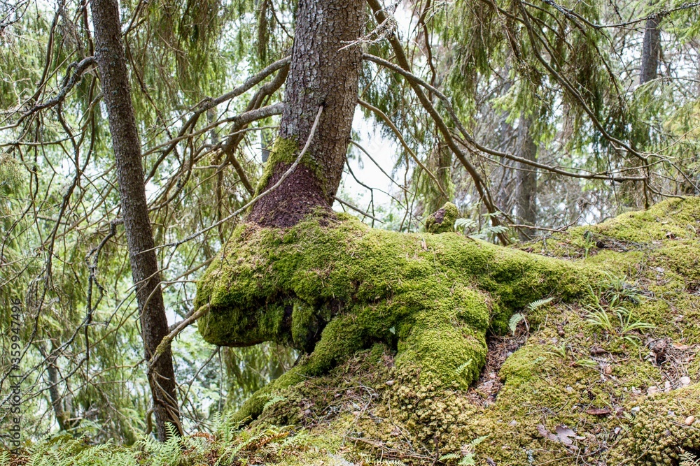 moss covered tree moss covered tree