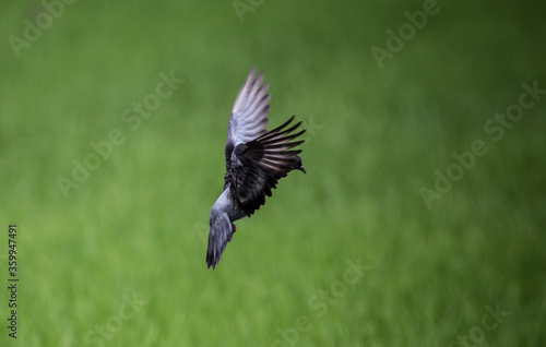 Pigeon that is flying in the green rice field.