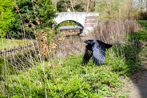 Back bird flying low