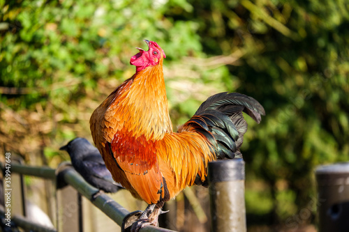 rooster on the fence