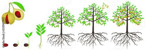 Cycle of growth of nutmeg plant on a white background.