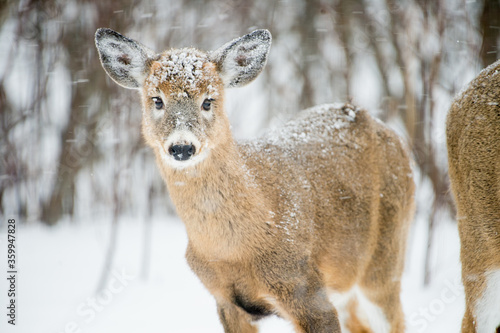 Winter Deer 