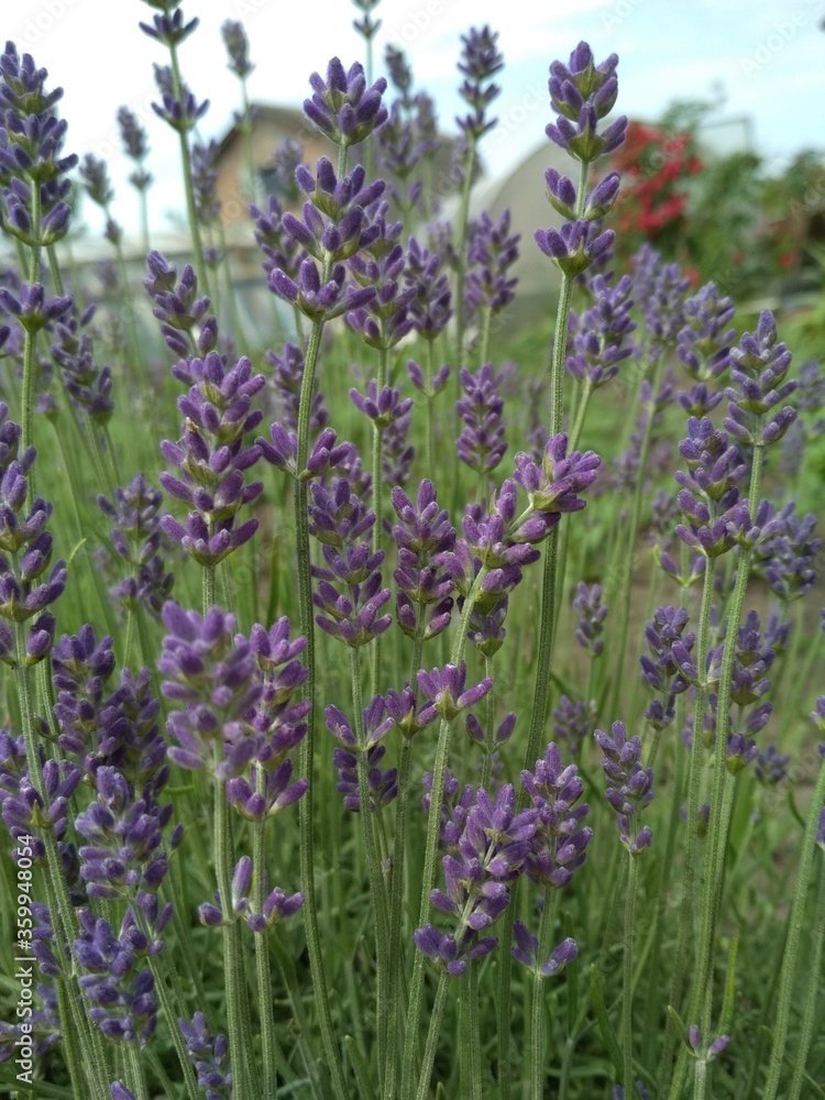 Naklejka premium plant blooming lavender close up purple lilac small flowers
