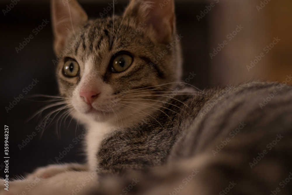 Naklejka premium Gato pequeño