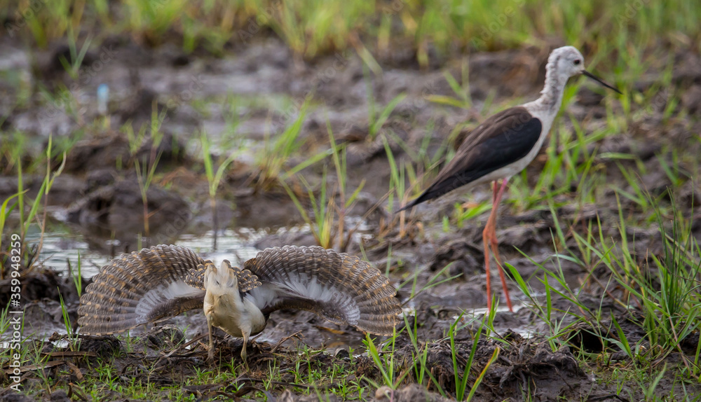 Greater Painted-snipe spread his wings as a defense in times of threat. Greater Painted-snipe spread his wings as a defense in times of threat.