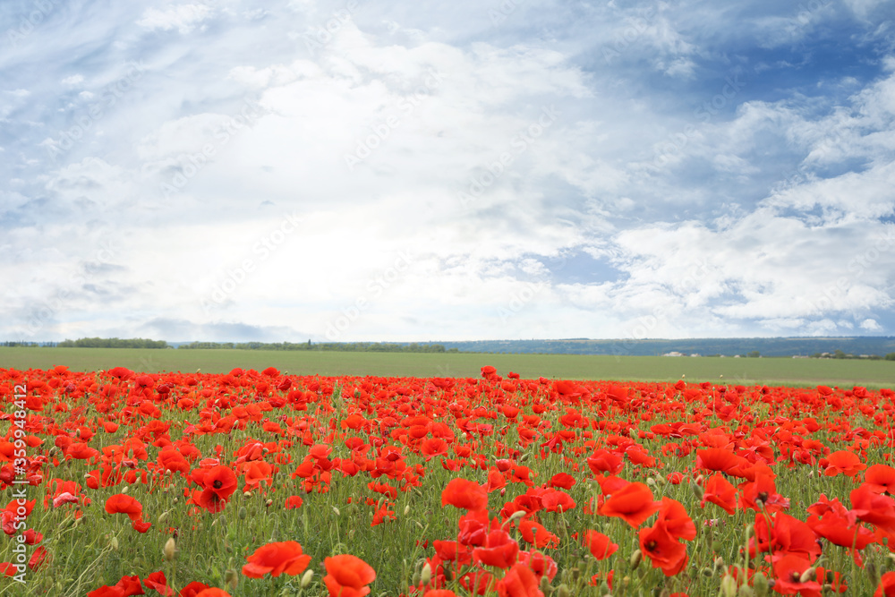 Beautiful red poppy flowers growing in field