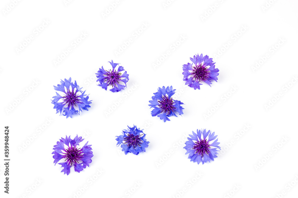 Blue cornflowers, summer flowers on white background, floral background, beautiful small cornflowers close up