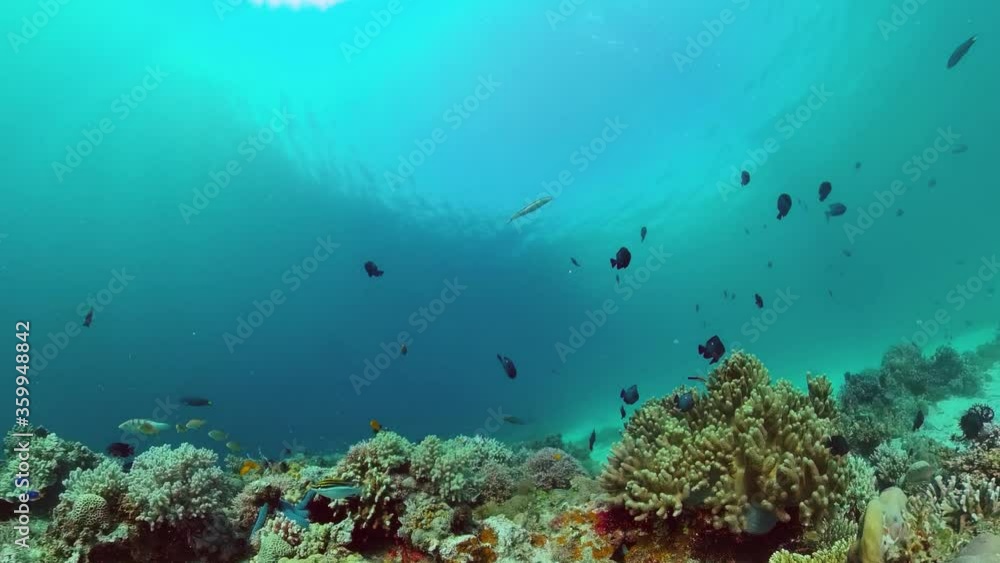 Tropical coral reef. Underwater fishes and corals. Panglao, Philippines. Tropical coral reef. Underwater fishes and corals. Panglao, Philippines.