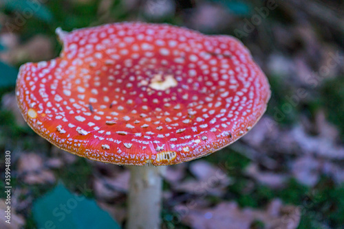 Naklejka magical mushrooms in the fall