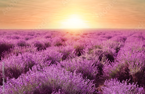 Beautiful blooming lavender in field on summer day at sunset