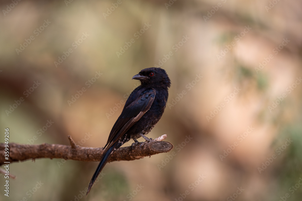 Obraz premium Drongo brillant