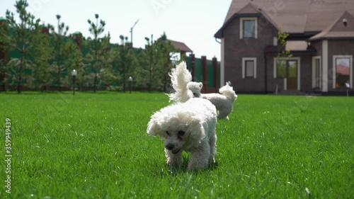 Two funny dogs play and run on the green lawn in bright Sunny weather. Bichon Frise. Slow motion