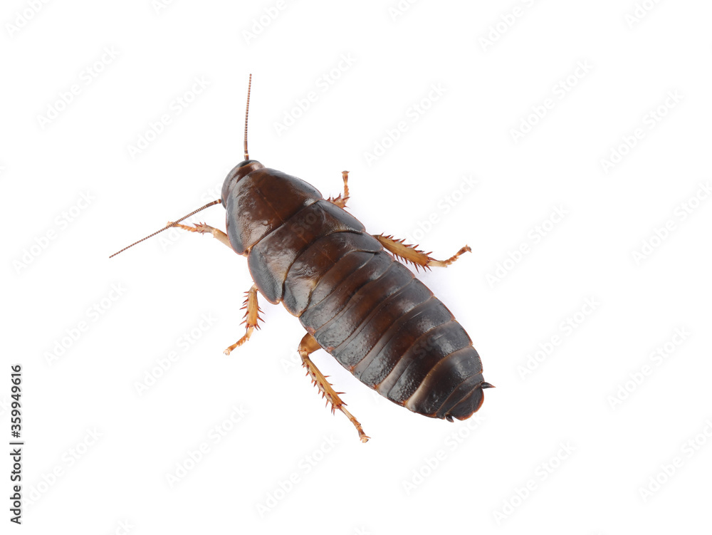 Brown cockroach isolated on white, top view. Pest control Brown cockroach isolated on white, top view. Pest control