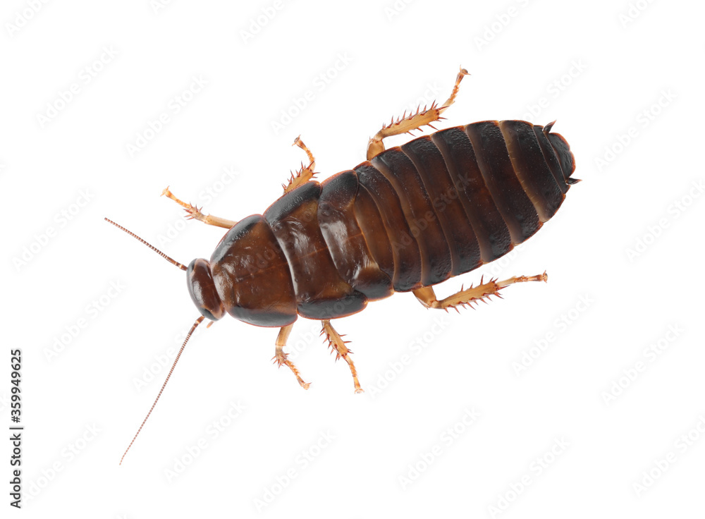 Brown cockroach isolated on white, top view. Pest control Brown cockroach isolated on white, top view. Pest control