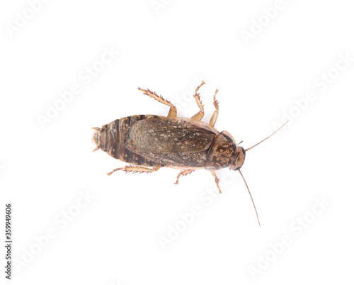 Brown cockroach isolated on white, top view. Pest control