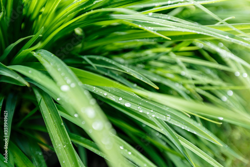 Raindrops on a green grass