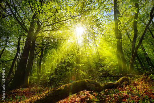 Fototapeta Naklejka Na Ścianę i Meble -  Dreamy green landscape scenery: a forest clearing with the sun shining through green foliage 