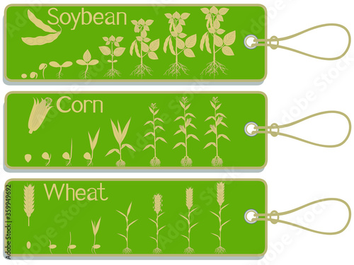 Soy, corn and wheat plant growth cycle tags isolated on white background.