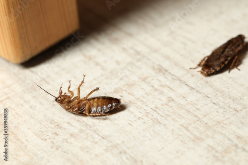 Brown cockroaches on white wooden background, closeup. Pest control © New Africa
