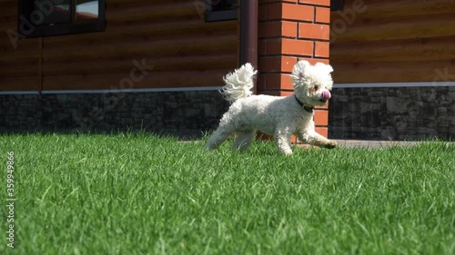 Funny dog play and run on the green lawn in bright Sunny weather. Bichon Frise. Slow motion