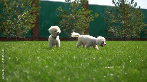Two funny dogs play and run on the green lawn in bright Sunny weather. Bichon Frise. Slow motion