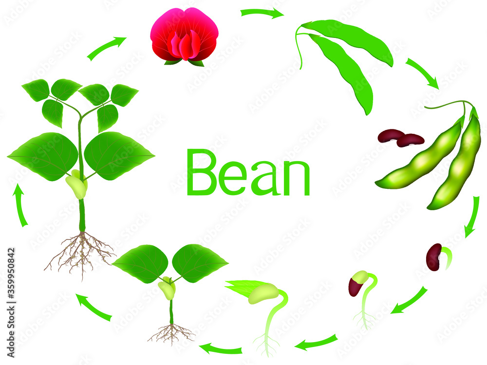 Bean plant growth stages isolated on white background.