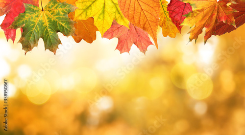 Beautiful autumn leaves outdoors on sunny day  space for text with bokeh effect. Banner design
