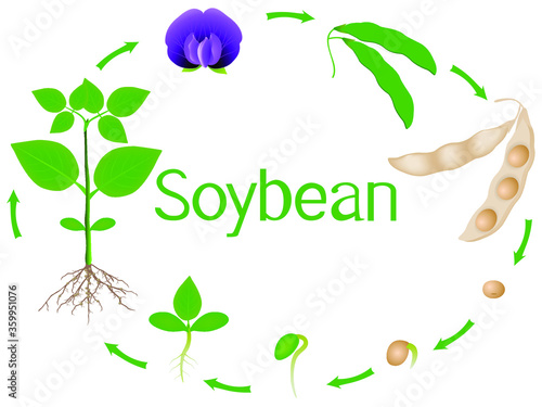 Soybean plant growth stages isolated on white background.