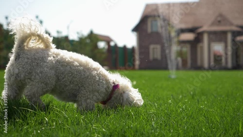 Funny dog play and run on the green lawn in bright Sunny weather. Bichon Frise. Slow motion