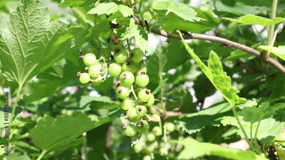 unripe currant berries on a branch in the wind in a farmer's field unripe currant berries on a branch in the wind in a farmer's field