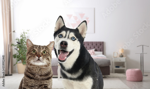 Cute cat and dog in room. Pet friendly hotel