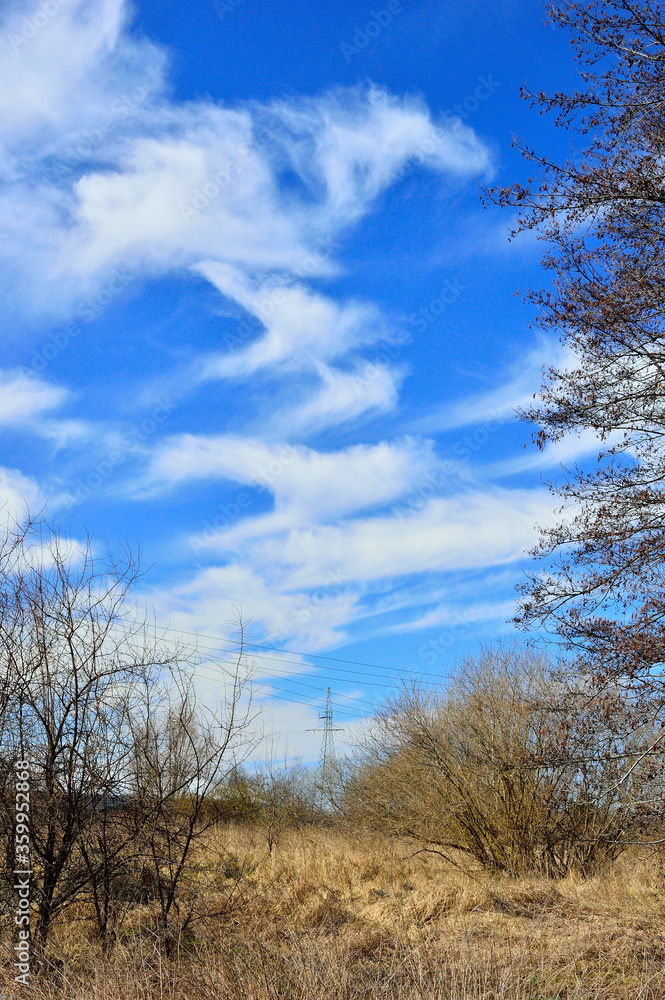 Białe obłoki na niesamowicie niebieskim niebie wśród koron drzew.  - obrazy, fototapety, plakaty 