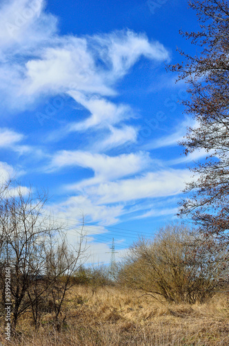 Fototapeta Naklejka Na Ścianę i Meble -  Białe obłoki na niesamowicie niebieskim niebie wśród koron drzew. 