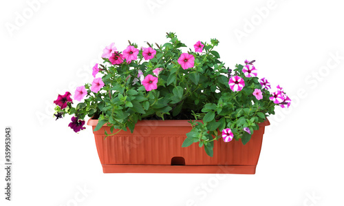 Beautiful flowers in plant pot on white background
