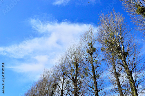 Fototapeta Naklejka Na Ścianę i Meble -  Białe obłoki na niesamowicie niebieskim niebie wśród koron drzew. 