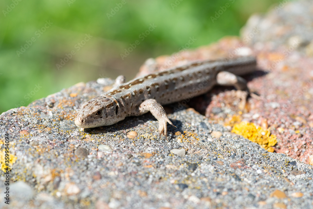 Eidechse wärmt sich auf Mauer mit Flechten Eidechse wärmt sich auf Mauer mit Flechten