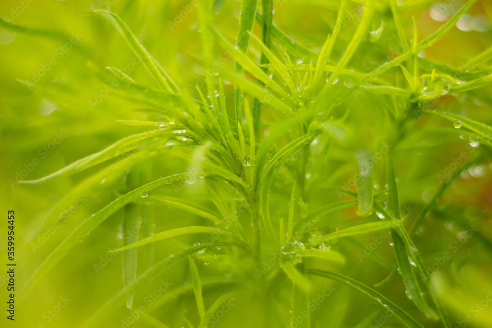 green grass with dew drops green grass with dew drops