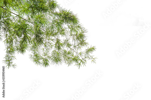 Bamboo leaves on a white background.