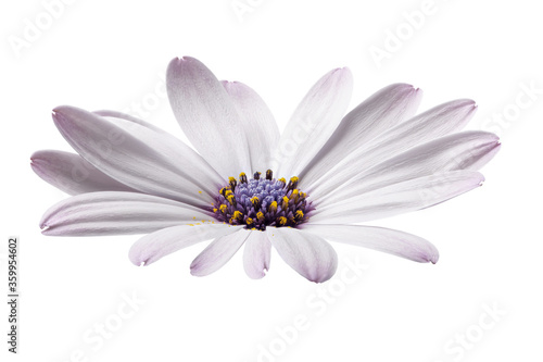 White flower on a white background for designers.