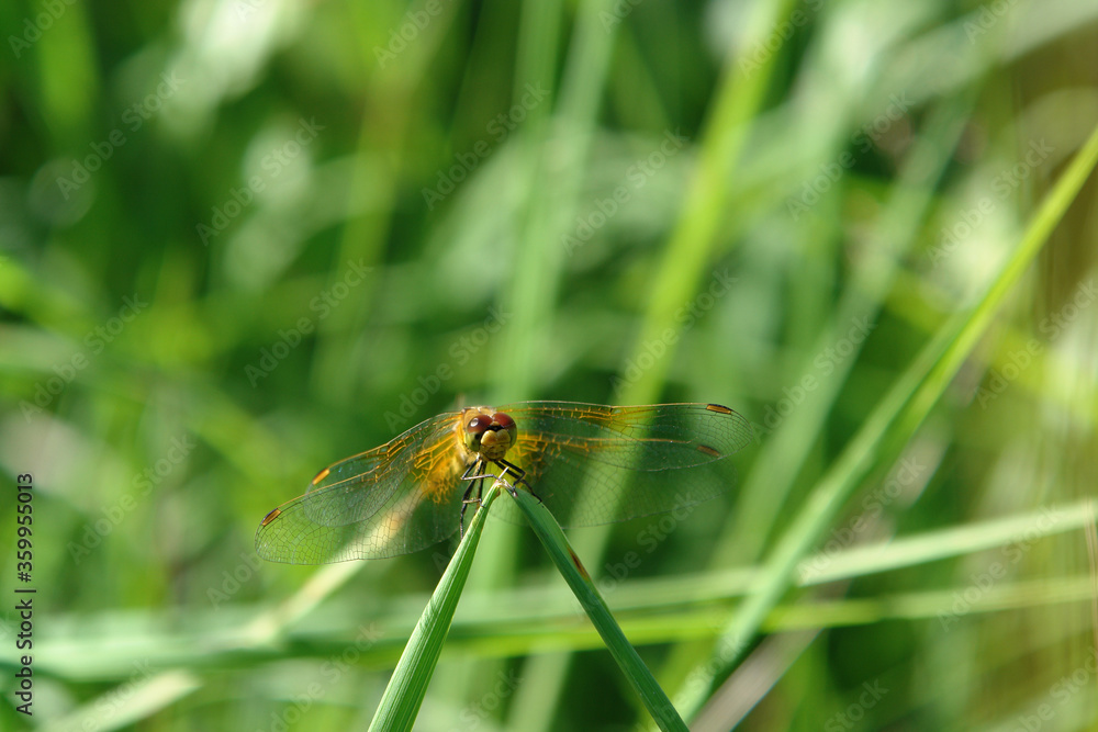 A close up of a dragonfly Pantala flavescens (globe skimmer, globe wanderer or wandering glider) on the blade of grass, natural green background A close up of a dragonfly Pantala flavescens (globe skimmer, globe wanderer or wandering glider) on the blade of grass, natural green background