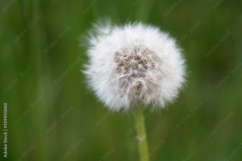 Close-up of dandelion white head flower.Taraxacum officinale. Soft blurred background of grass. Selective focus on white seeds. Shallow depth of field.
Close-up of dandelion white head flower.Taraxacum officinale. Soft blurred background of grass. Selective focus on white seeds. Shallow depth of field.