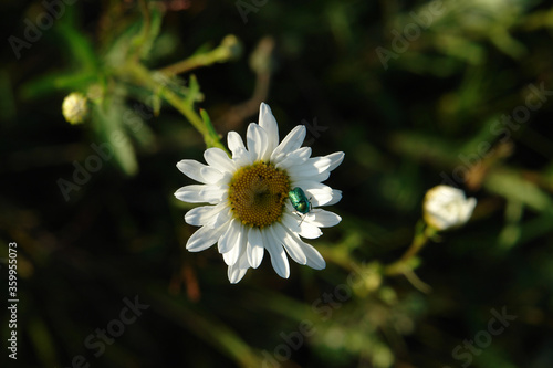 Metallic-green beetle - the rose chafer  Cetonia aurata  on the wild ox-eye daisy  Leucanthemum vulgare   top view  natural dark green background