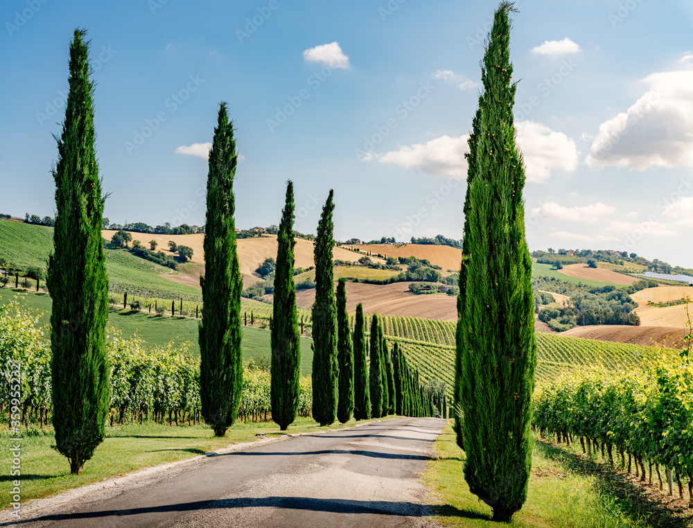 Marche Region, cultivated hills in summer, cypress trees and vineyards. Italy