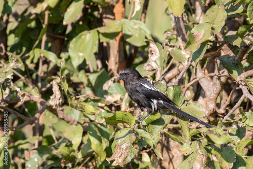 Magpie Shrike