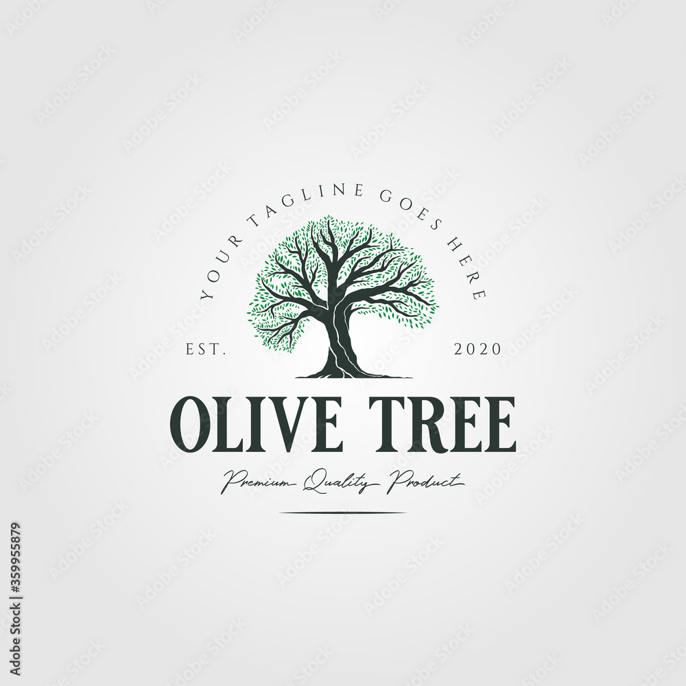 Obraz premium vintage olive tree nature logo vector illustration design
