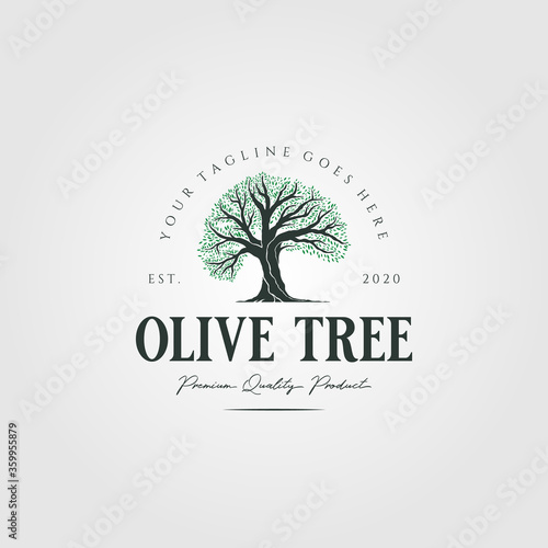 vintage olive tree nature logo vector illustration design