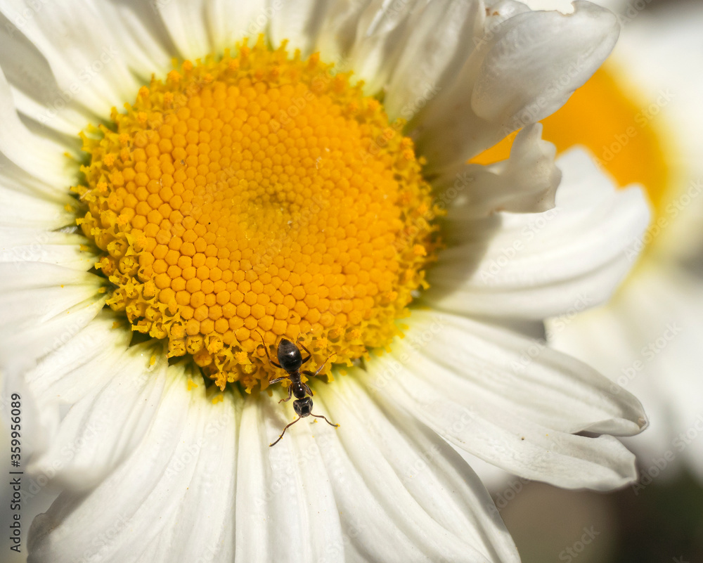 Obraz premium daisy garden flower with ant