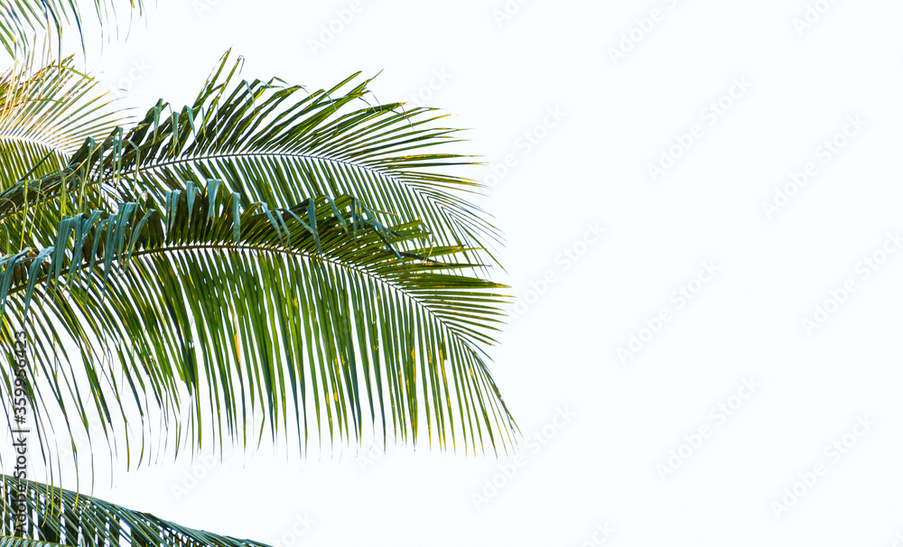 leaves of coconut tree isolated on white background, clipping path included
