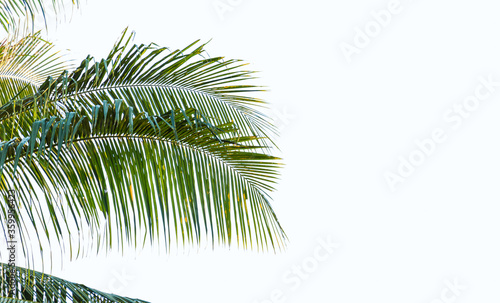 leaves of coconut tree isolated on white background, clipping path included 